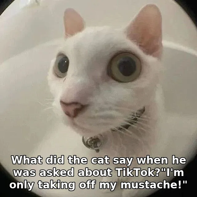What did the cat say when he was asked about TikTok?"I'm only taking off my mus…