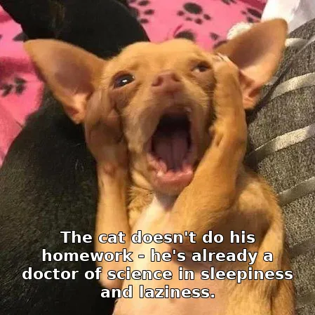 The cat doesn't do his homework - he's already a doctor of science in sleepines…