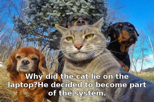 Why did the cat lie on the laptop?He decided to become part of the system.