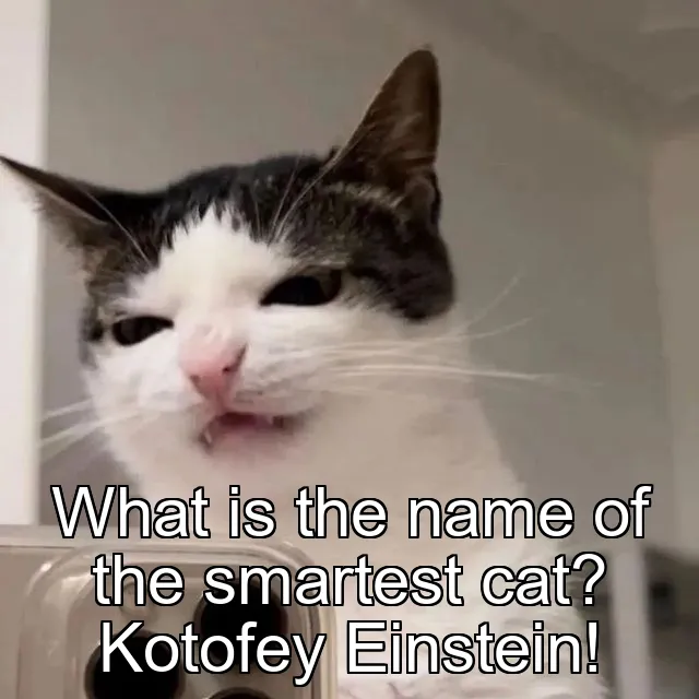 What is the name of the smartest cat? Kotofey Einstein!