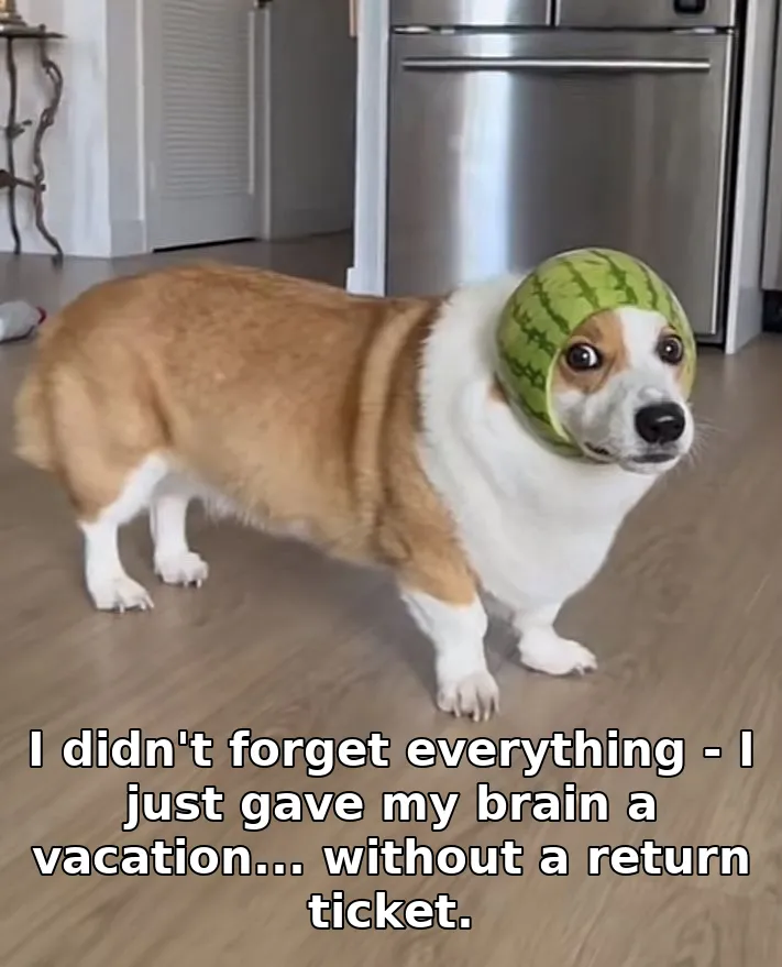 I didn't forget everything - I just gave my brain a vacation... without a return ticket.