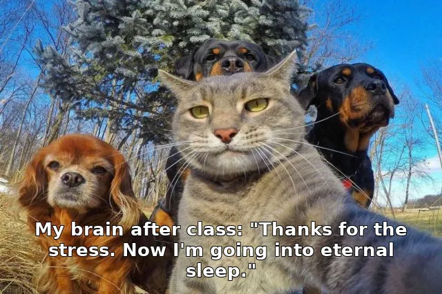 My brain after class: "Thanks for the stress. Now I'm going into eternal sleep."