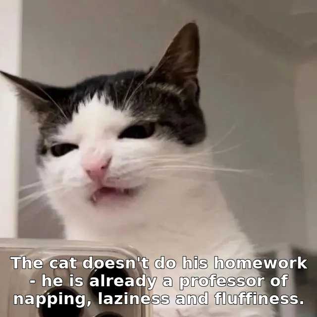 The cat doesn't do his homework - he is already a professor of napping, lazines…
