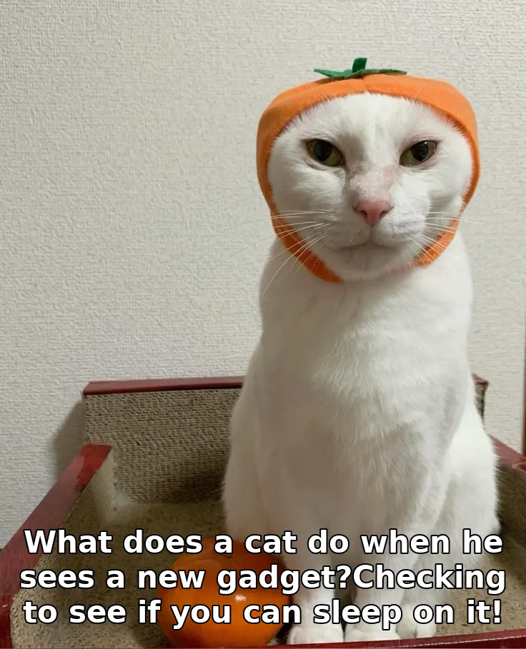 What does a cat do when he sees a new gadget?Checking to see if you can sleep o…