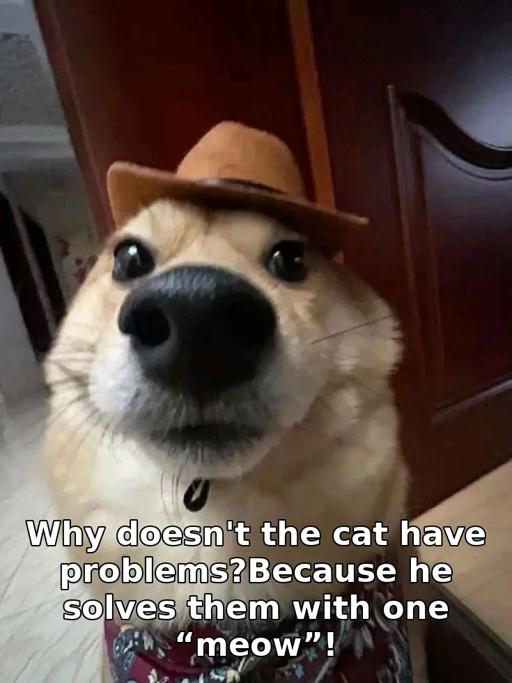 Why doesn't the cat have problems?Because he solves them with one “meow”!