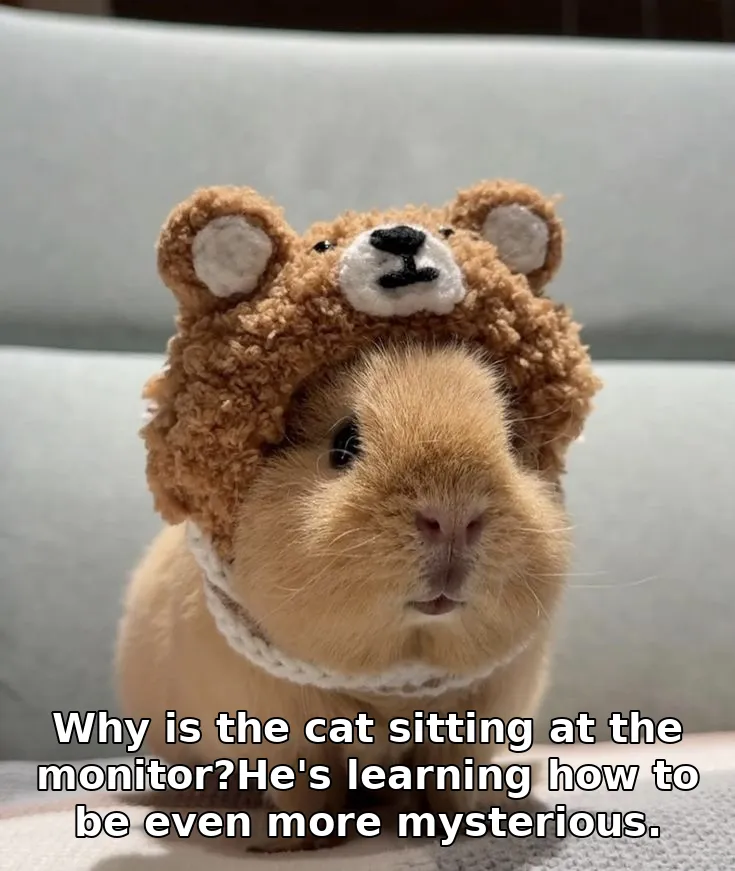 Why is the cat sitting at the monitor?He's learning how to be even more mysteri…