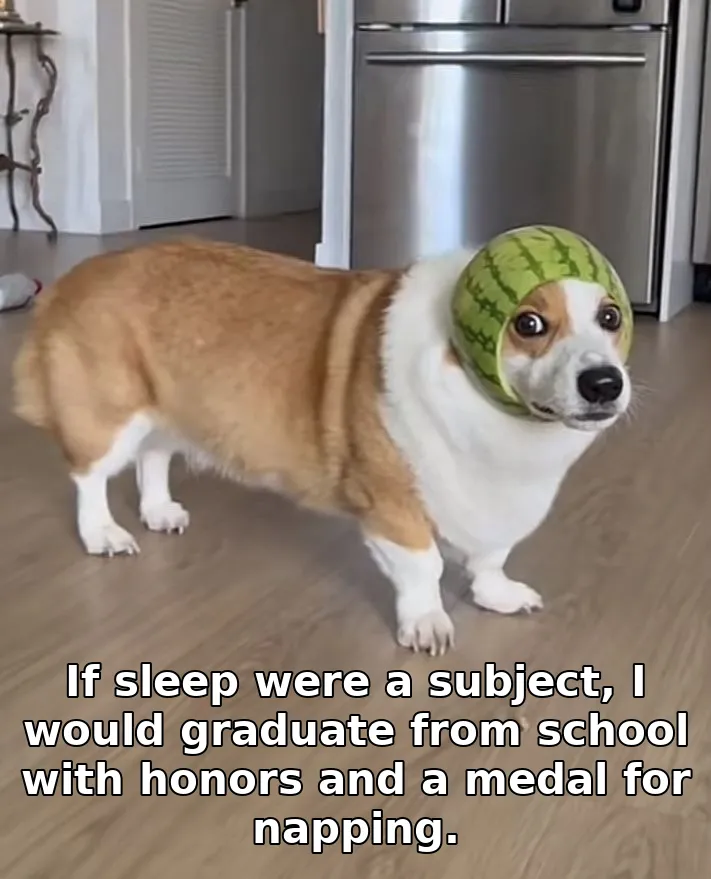 If sleep were a subject, I would graduate from school with honors and a medal f…