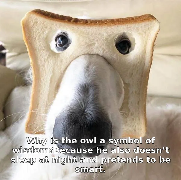 Why is the owl a symbol of wisdom?Because he also doesn’t sleep at night and pretends to be smart.