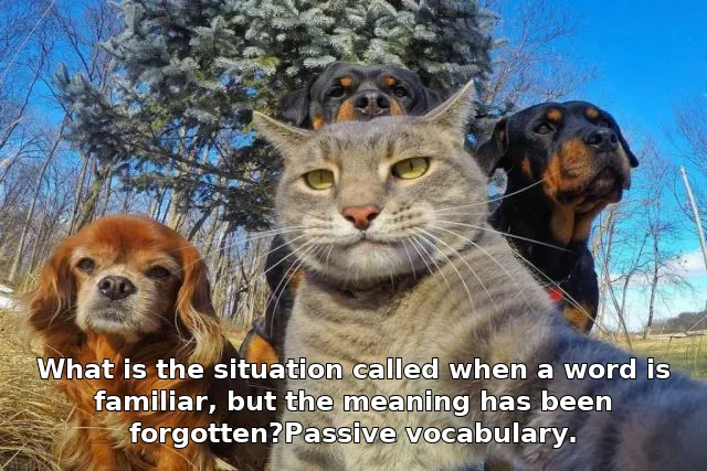 What is the situation called when a word is familiar, but the meaning has been forgotten?Passive vocabulary.